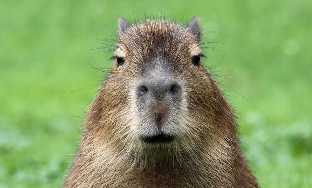 A close-up of a capybara from Wild Argentina faces the camera with a neutral expression, its brown fur and small round ears visible against a blurred green background.
