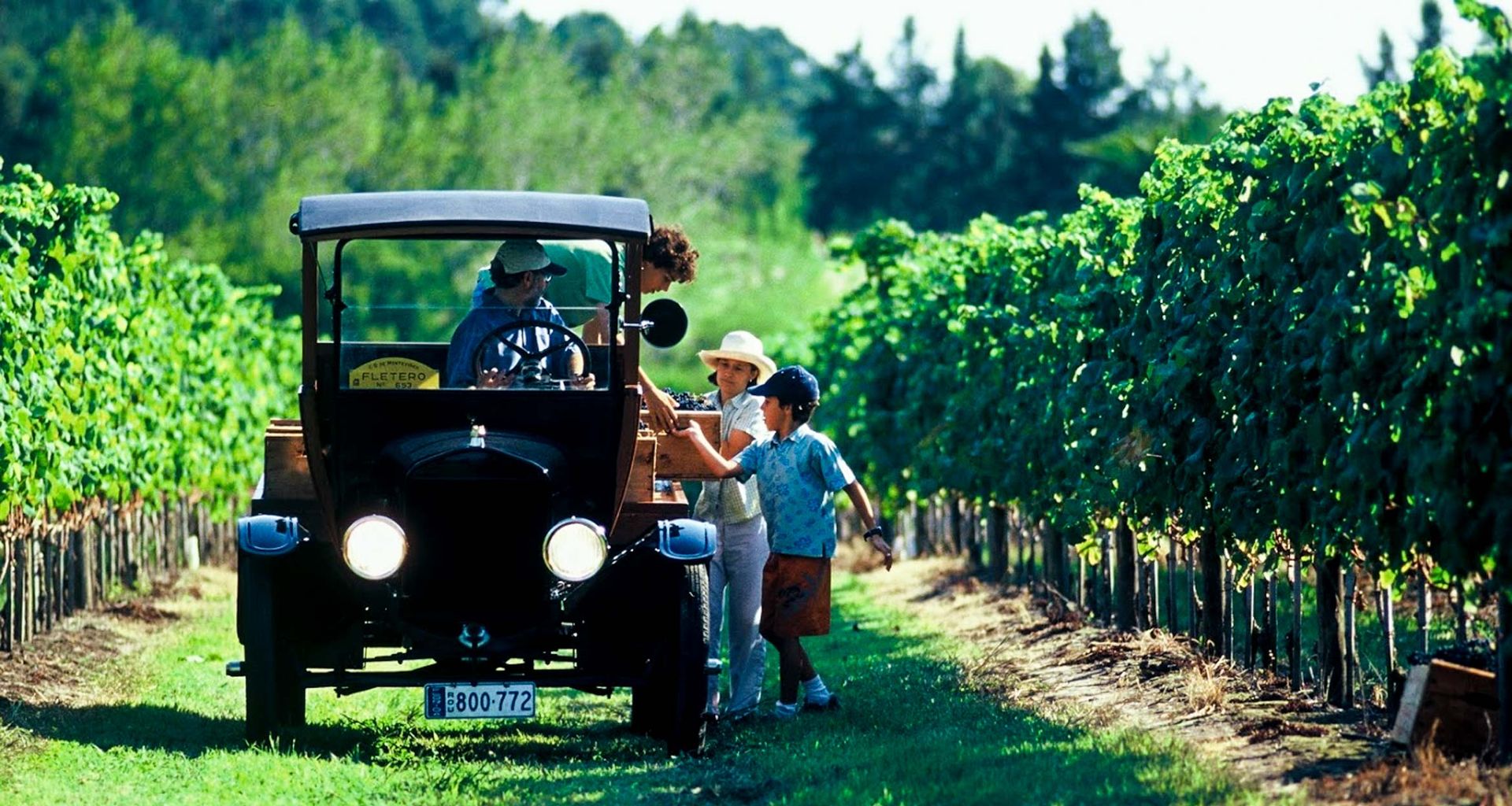 A vintage car is parked on a path between rows of grapevines during a sunny Wine Tour. An adult and two children stand beside the car, talking to the driver in a vineyard, with trees visible in the background.