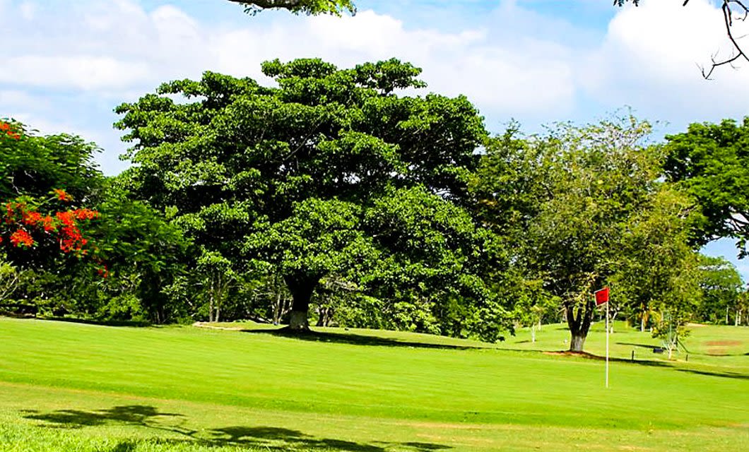A lush green golf course with a large leafy tree in the center, smaller trees in the background, and a red flag marking a hole on the right side under a partly cloudy sky—perfect for your next Peru or Chile Golf Tour.