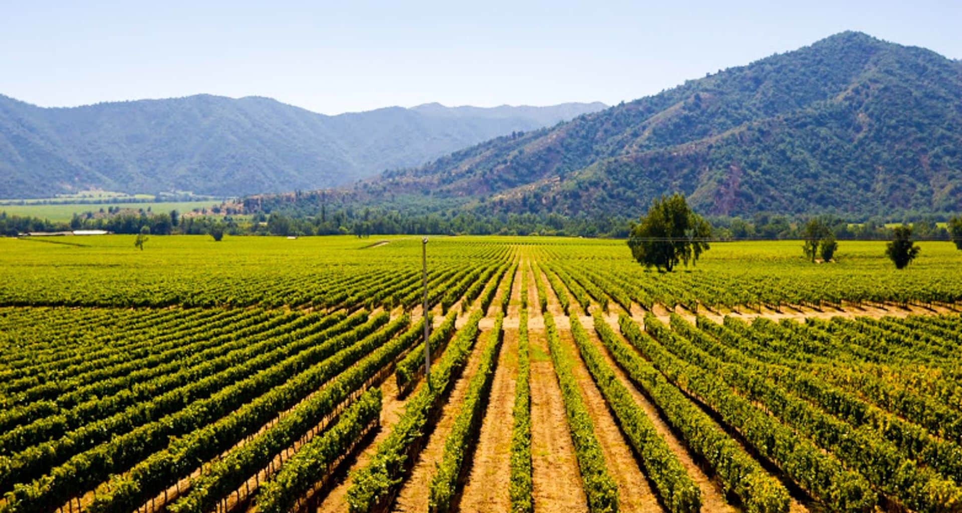 Rows of grapevines stretch across a green vineyard with a few scattered trees, set against rolling, forested hills under a clear blue sky—the perfect setting for producing renowned Chilean wines.