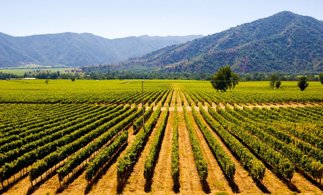 Rows of grapevines stretch across a vineyard under a clear blue sky, with rolling green hills and mountains in the background—a perfect scene for the 3 Valleys Wine Tour.