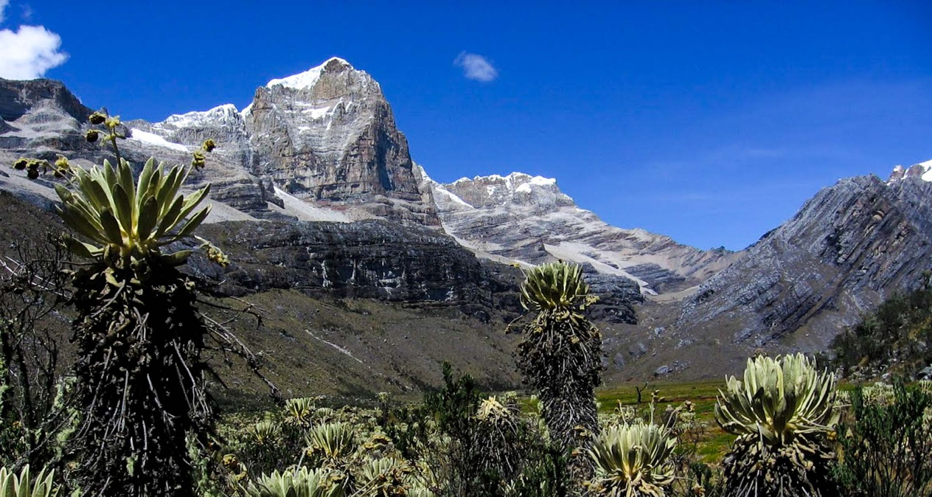 Snow-capped mountains rise under a clear blue sky in Boyacá, Colombia, with rocky slopes and jagged peaks. In the foreground, tall frailejón plants grow among green grass and shrubs on this high-altitude plain—perfect for a scenic tour.