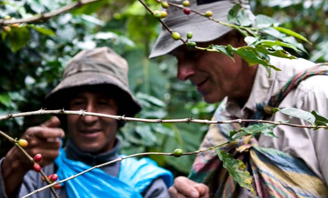 Two people wearing hats examine coffee plants with both red and green cherries in a lush, green outdoor setting in Peru. The focus is on the branches in the foreground, capturing the essence of this unique coffee and chocolate tour.