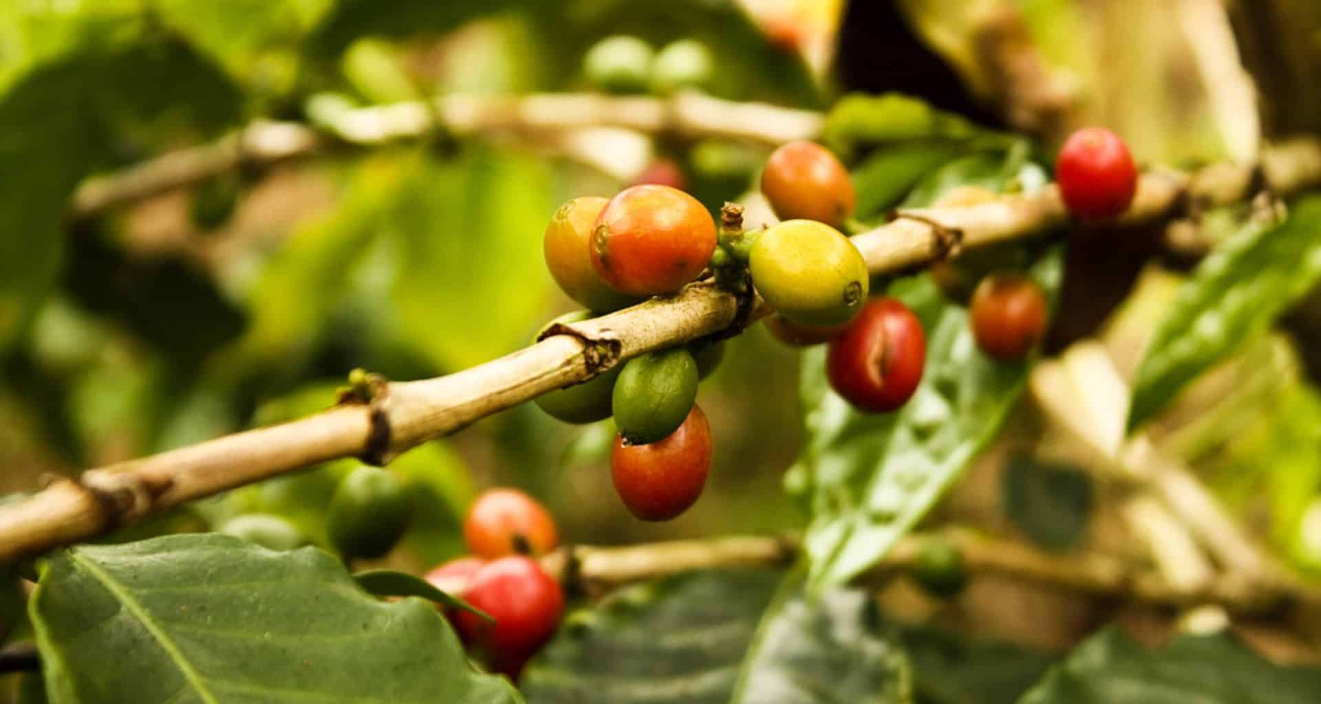 Close-up of a coffee plant branch in Colombia with clusters of unripe green and ripening red coffee cherries, surrounded by lush leaves—perfect for a gourmet tour experience.