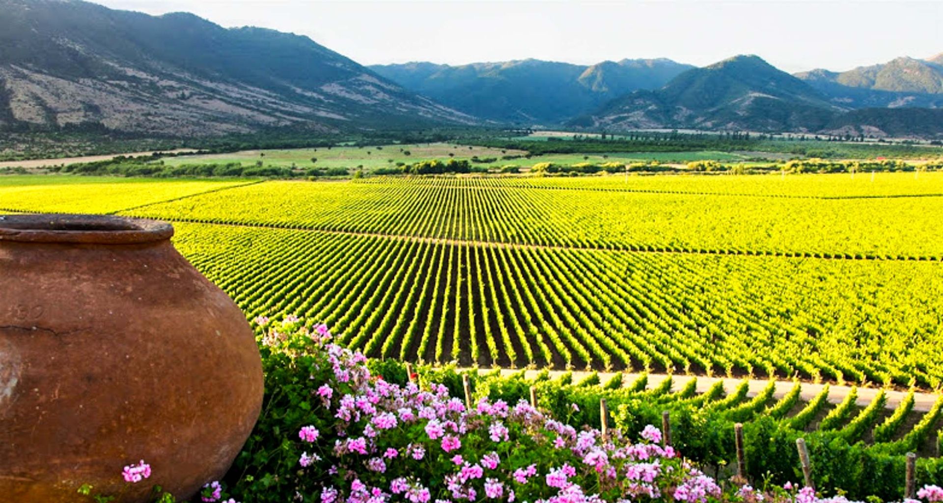 Rows of grapevines stretch across a bright green Chile Wine vineyard with pink flowers in the foreground, mountains in the background, and a large clay pot on the left side of the image.