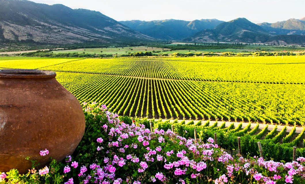 Rows of grapevines stretch across a sunlit vineyard near Santiago, with pink flowers and a large clay pot in the foreground. Green hills and distant mountains rise under a clear blue sky, hinting at adventure beyond on your next tour.