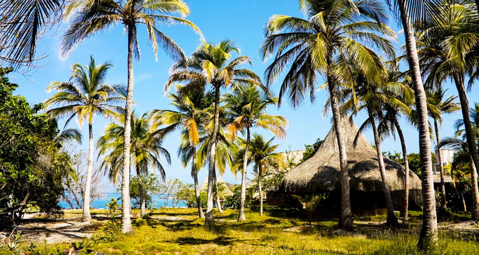 Palm trees and green grass surround a thatched-roof hut near a bright blue ocean under a clear, sunny sky—a perfect spot to start your Colombia Tour or embark on an unforgettable Caribbean Tour.