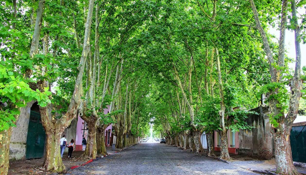 A cobblestone street in Buenos Aires lined with lush green trees forms a canopy overhead. Old buildings with colorful walls stand on each side, while locals stroll along the sidewalk, capturing the city’s vibrant charm.