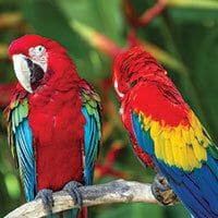 Two vibrant parrots with red, blue, green, and yellow feathers perch on a branch amid lush green leaves—a stunning scene often spotted on a luxury Amazon cruise such as the Anakonda Amazon Cruises along the majestic river.