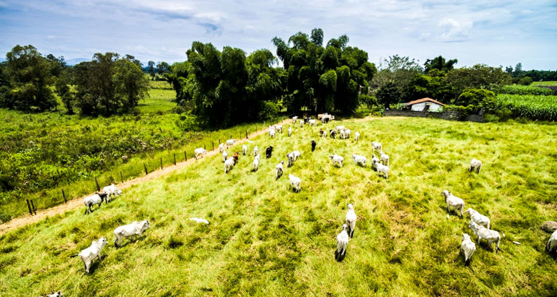 A herd of white cattle grazes on a lush green pasture near a cluster of trees and a small house, creating an idyllic scene reminiscent of landscapes featured on a Brazil Agriculture Tour or during Expo Londrina.