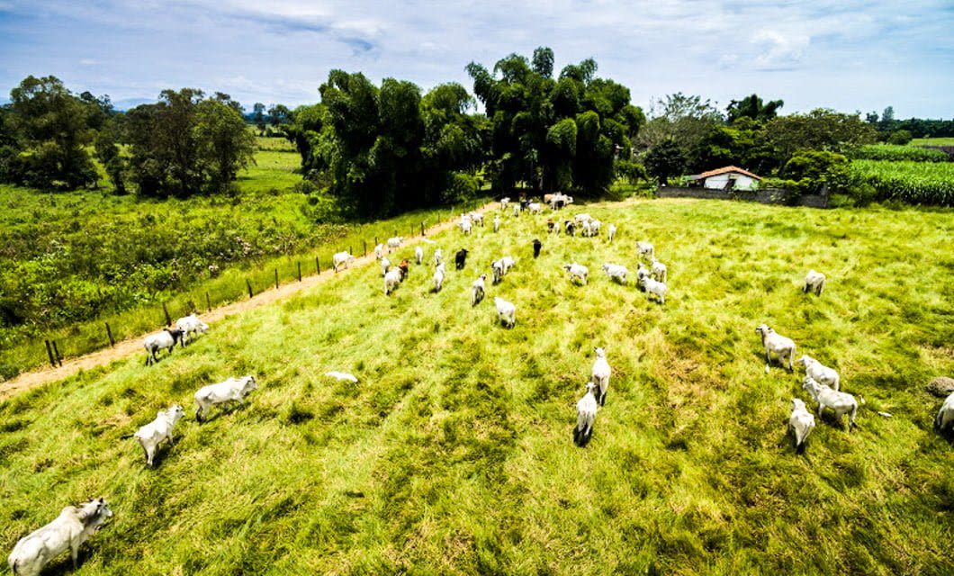 Aerial view of a green grassy field with a herd of white cows grazing. Trees and a small farmhouse sit in the background under a partly cloudy sky, capturing the scenic beauty typical of an authentic Brazil Agriculture Tour.