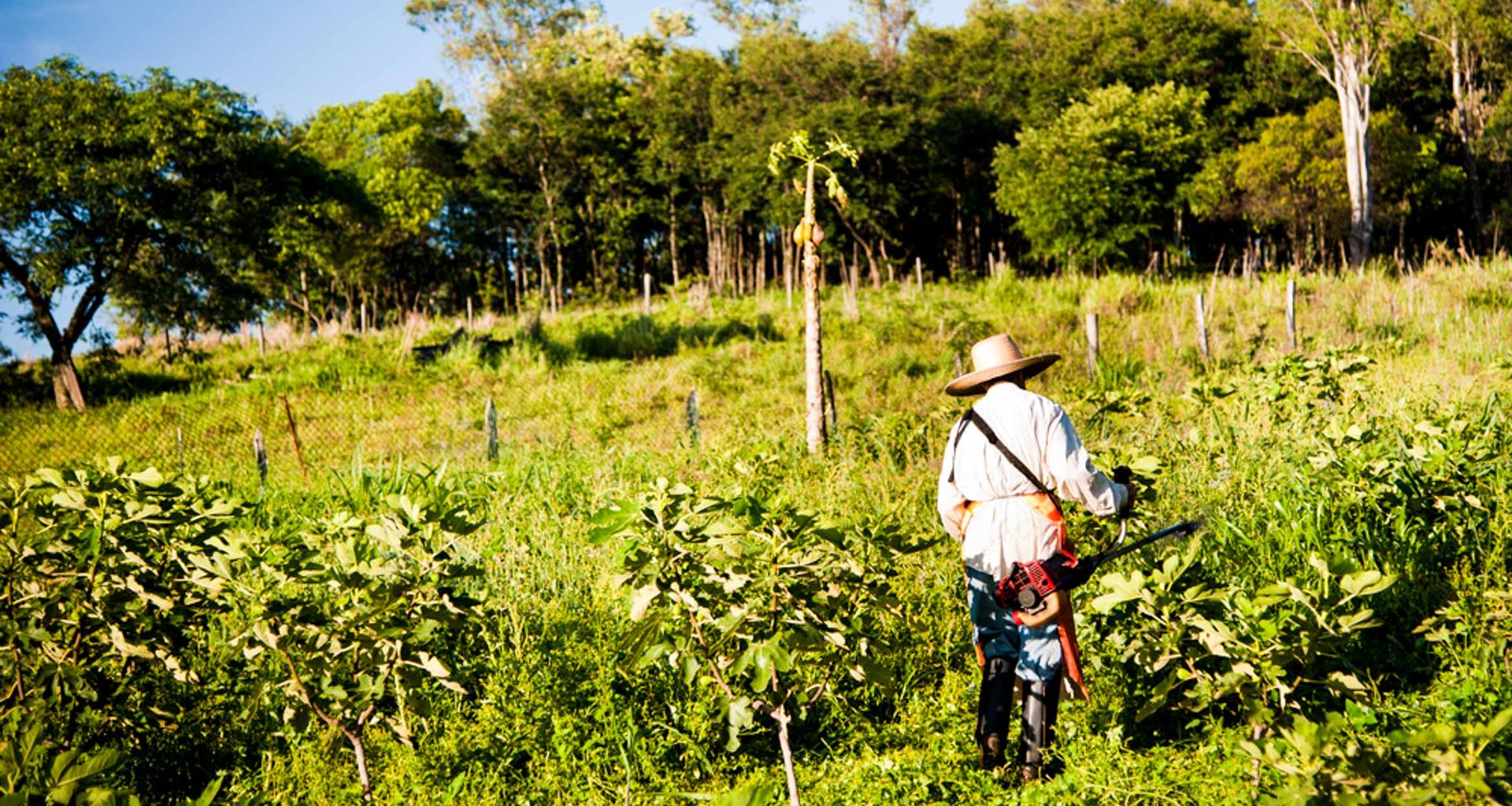 A person wearing a wide-brimmed hat and boots stands in a lush, green field surrounded by plants, much like a scene from the Coopavel Show Rural, with trees and a wooden fence in the background on a sunny day.