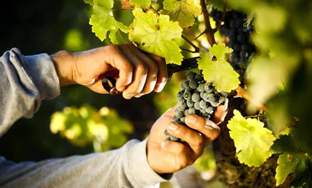 A person’s hands harvesting a bunch of dark grapes from a vine with green leaves, using pruning shears, in bright sunlight—capturing the lush scenery you'd find on a Chile golf tour.