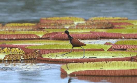 A bird with long legs walks on large, floating lily pads in a body of water, surrounded by green and reddish-brown leaves.