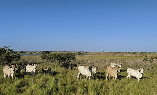 A group of cows stands on grassy land under a clear blue sky, with scattered trees and a small body of water visible in the distant background.