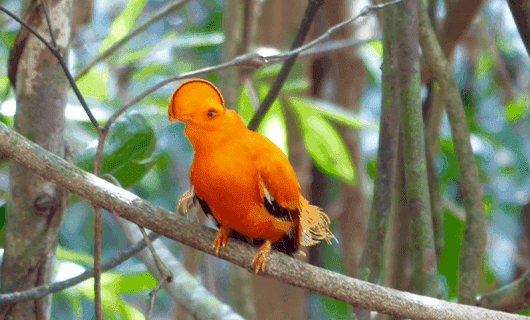 A bright orange bird with a prominent, semicircular crest perches on a branch amidst green foliage and tree branches in a forest setting.