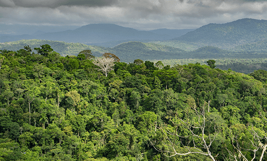 Dense, green rainforest stretches across rolling hills under a cloudy sky, with distant mountain ranges visible in the background. A few lighter-colored trees stand out among the lush foliage.