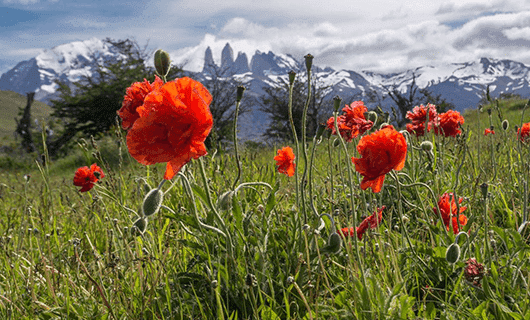 Bright red poppies bloom in a green meadow against Chile’s snow-capped mountains and dramatic peaks, the perfect backdrop for a Total Solar Eclipse Tour under a partly cloudy sky.