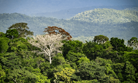 A dense, green rainforest canopy with a single tall tree boasting white, leafless branches stands out among the lush foliage—an inviting scene for an Adventure Tour amid misty mountains and layered hills in the Three Guianas.