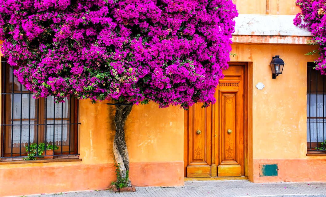 A vibrant bougainvillea tree with bright pink flowers grows in front of a peach-colored building with wooden doors and windows, adding vivid color to an urban street scene reminiscent of charming towns in Argentina.