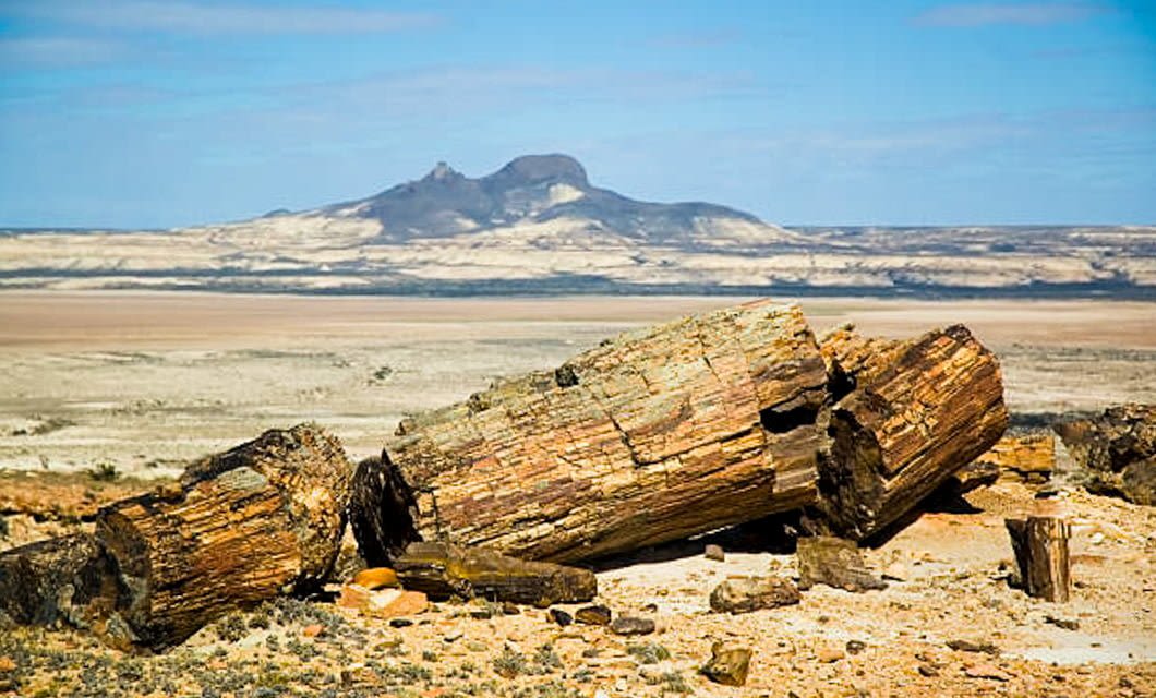 Large petrified logs rest on arid, rocky ground in the foreground, with Patagonia’s vast desert landscape and distant mountains under a blue sky—an inspiring scene near Puerto Deseado, perfect for nature lovers and bird watching enthusiasts.