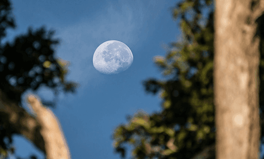 A daytime moon is visible in a clear blue sky, framed by blurred tree branches and leaves—an enchanting view reminiscent of skies seen on a Brazil solar eclipse or Argentina solar eclipse adventure.