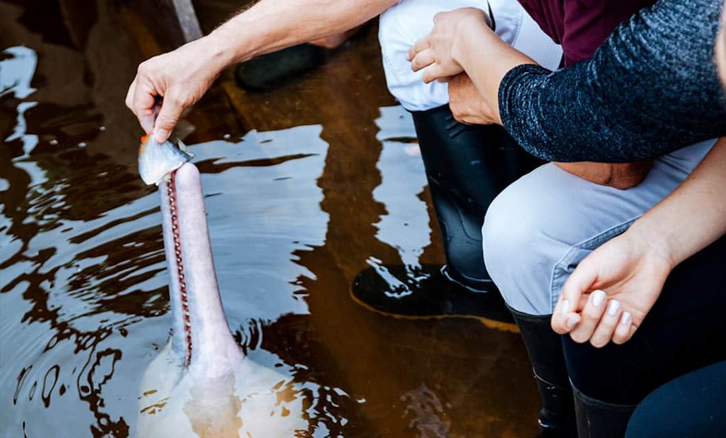 A person feeds a fish to a pink river dolphin emerging from the water during an Anakonda Amazon Cruises excursion, while others sit nearby, their arms and legs visible. The dolphin’s mouth is open to receive the food.