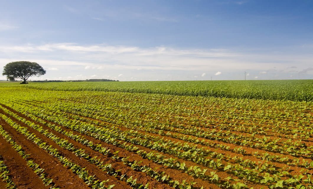 Rows of green crops thrive in a large, open field under a blue sky with scattered clouds, showcasing the beauty of Brazil agriculture. A single tree stands on the horizon, while the reddish-brown soil appears well-tilled and fertile.