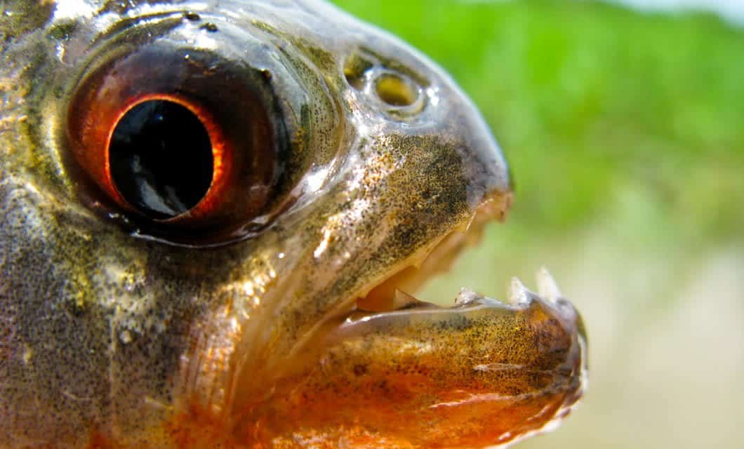 Close-up of a fish’s head from the Pantanal Wetlands, showing its large eye, scaly skin, and sharp, pointed teeth against an out-of-focus green background.