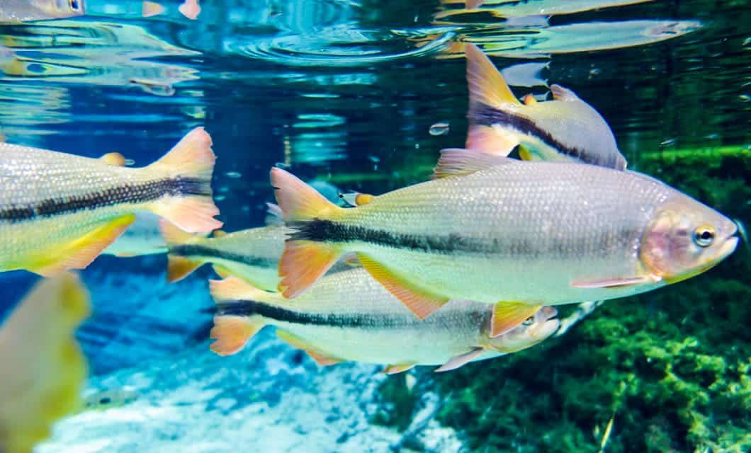 Several silvery fish with yellow fins and black horizontal stripes swim underwater in clear blue water near rocks and aquatic plants, offering an enchanting sight for those on a Galapagos Islands cruise.