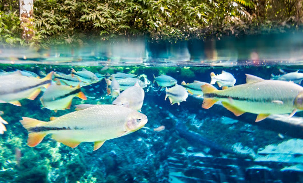 A group of fish swimming in clear blue water near Nobres, partially underwater with lush green plants and trees above the surface.