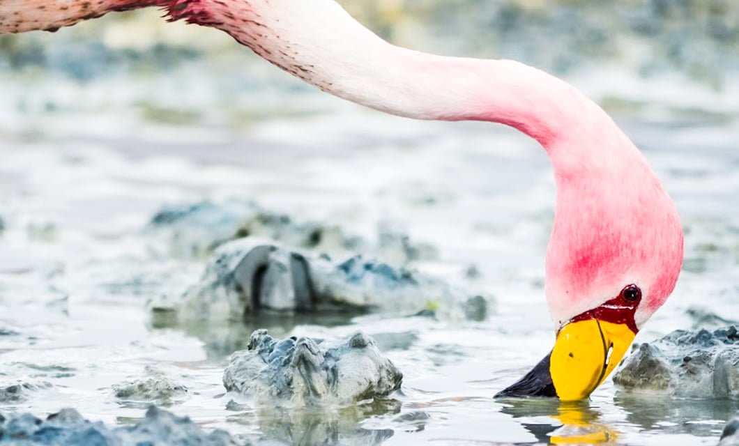 A pink flamingo bends its long neck down to the water, dipping its yellow and black beak into a muddy, rocky wetland in the Atacama Desert while searching for food.