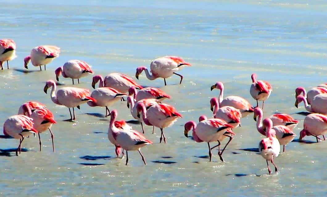 A group of pink flamingos wades in shallow water beneath the bright Andes sunlight, their reflections shimmering on the surface.