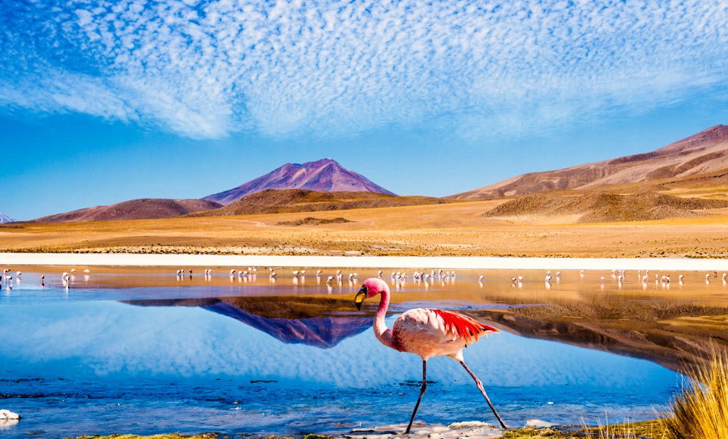 A pink flamingo stands by a reflective lake in the Andes, with more flamingos in the background, surrounded by brown hills and mountains under a blue sky with scattered clouds.