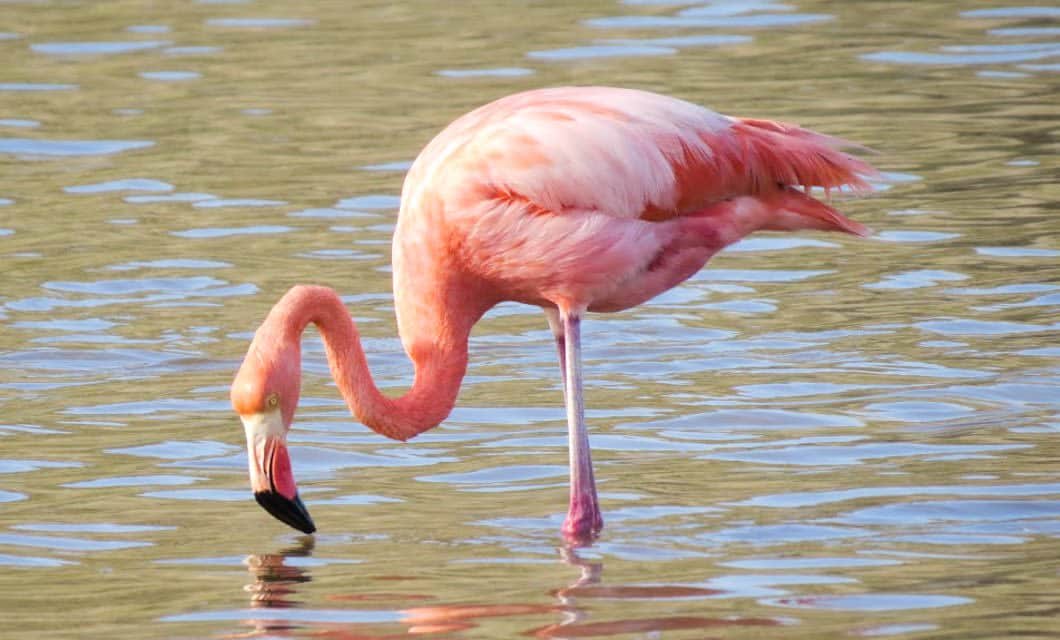 A pink flamingo stands in shallow water on one leg, bending its long neck down to feed with its beak submerged. The water reflects its vivid pink and white feathers—an iconic sight on a Galapagos Cruise aboard the Petrel Catamaran.