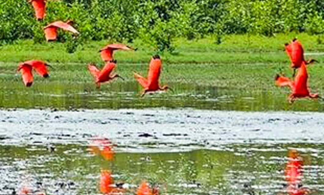 Several bright red birds fly low over a wetland near Marajó Island, their reflections visible in the water below. Green foliage and grasses line the background.