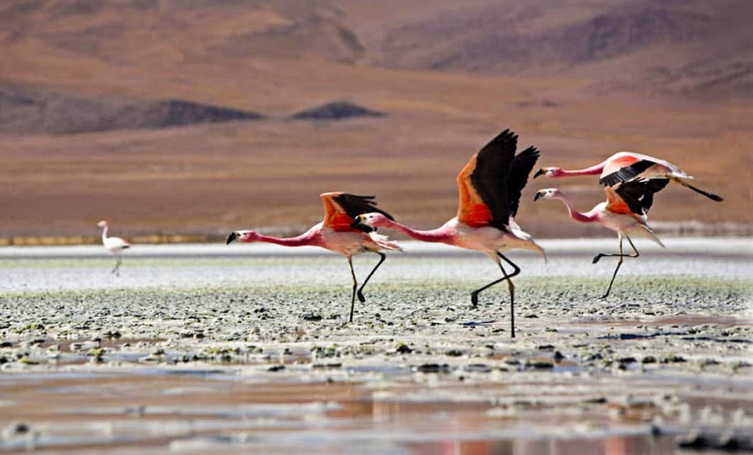 Several flamingos with pink feathers and black-tipped wings run and flap their wings on the shallow water’s edge in the Atacama Desert, with a brown, mountainous landscape behind them. One lone flamingo stands apart in the distance.