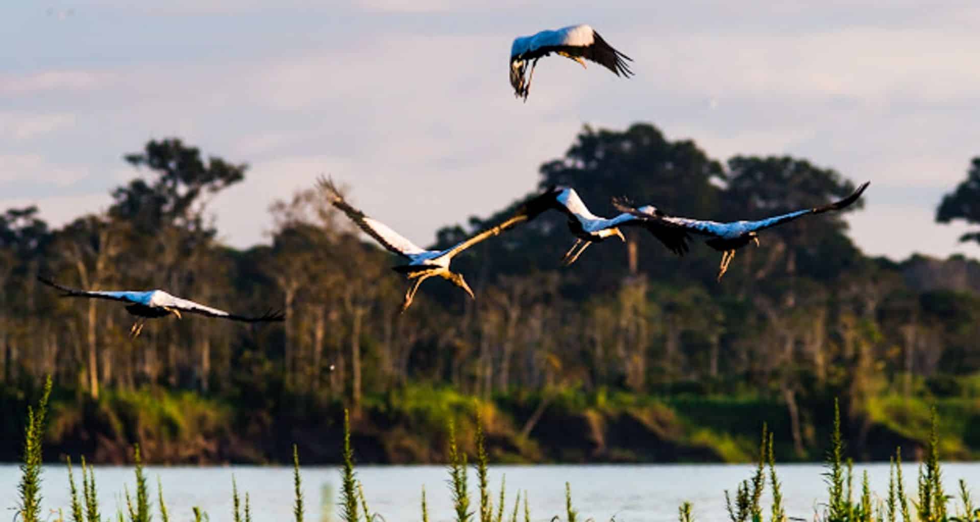 Five large birds with long wings fly low over a body of water in the Pantanal, with green grass in the foreground and a forested area and cloudy sky in the background.
