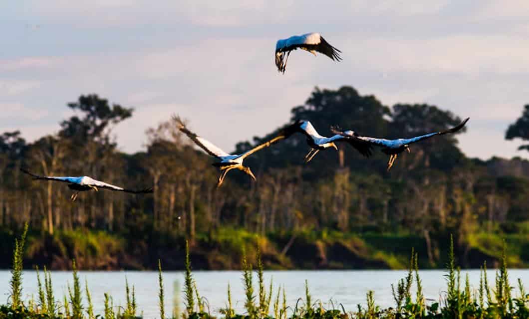 Five large birds with black wings and white bodies soar above green grass near a river in the Pantanal, with trees and a cloudy sky painting the background.