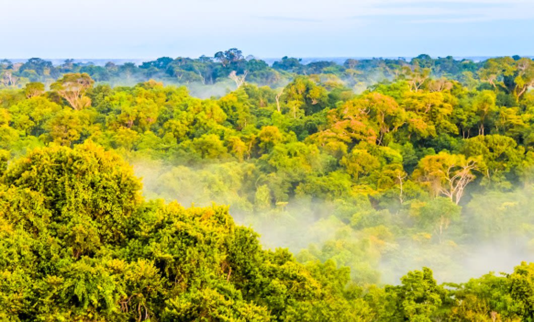 Dense green rainforest canopy with mist rising among the treetops, stretching into the distance under a pale blue sky, evokes the lush beauty of the Amazon and echoes the wild splendor near Iguazu Falls.