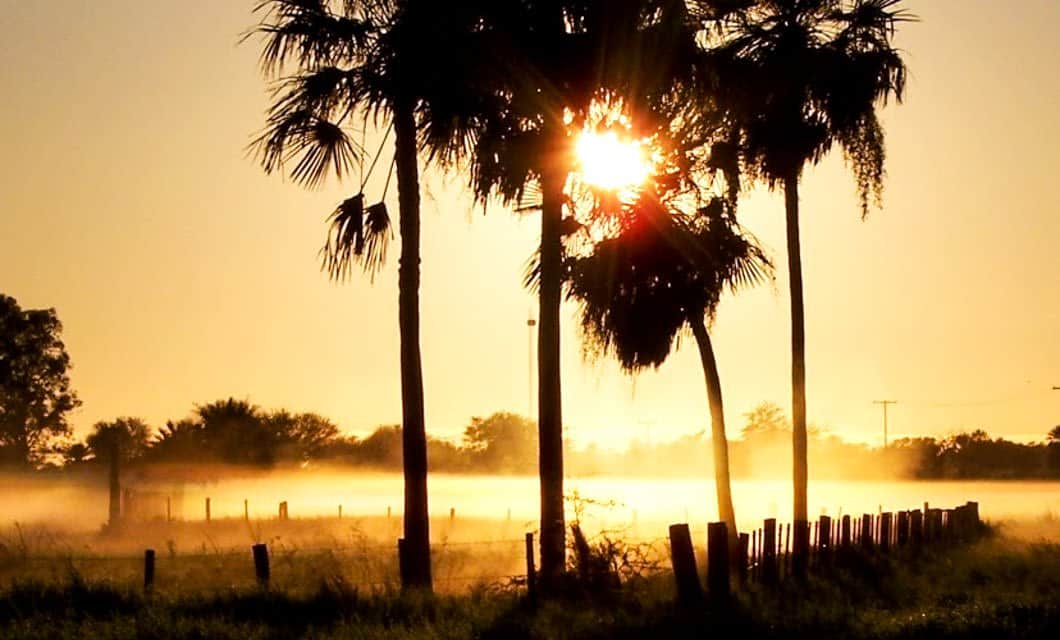 Sunlight shines through palm trees at sunrise, casting long shadows across a grassy field near a wooden fence, with light morning mist in the background—evoking the tranquil landscapes of Chaco at dawn.
