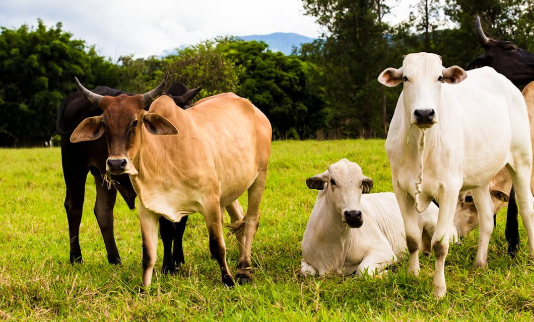 A group of cows stands and rests on green grass in a field, with trees and mountains in the background under a cloudy sky—perfect scenery for a peaceful tour near the borders of Paraguay.