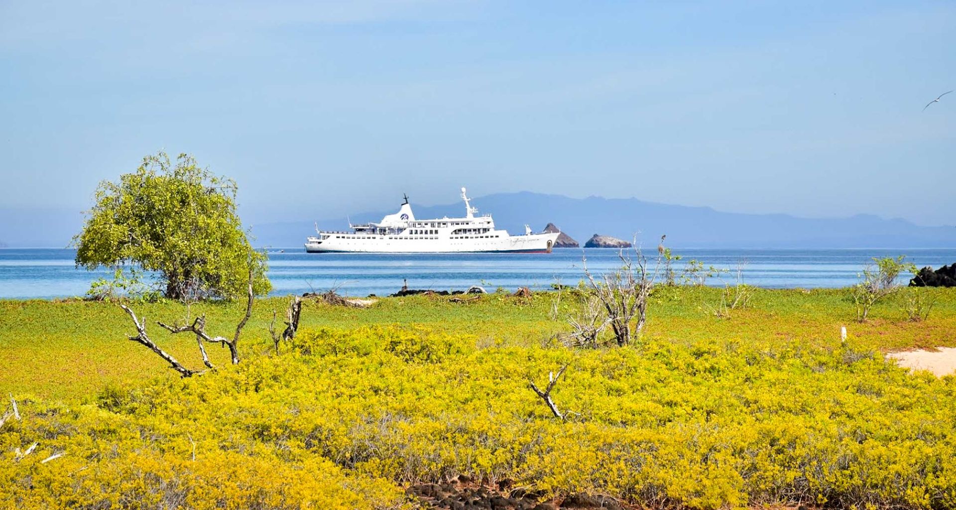 A white cruise ship sails on calm blue water near a lush, green and yellow coastal landscape of the Galapagos Islands, with sparse trees and distant mountains under a clear sky—the perfect scene for a memorable Galapagos cruise.