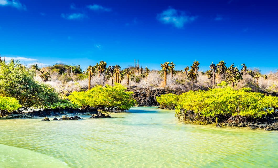 A clear blue sky over a tropical landscape with shallow turquoise water, green mangroves, black volcanic rocks, and tall cacti in the background—an iconic view on a luxury Galapagos cruise.