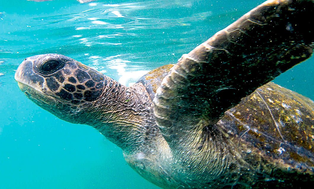 Close-up of a sea turtle swimming underwater near the Galapagos Legend, with one flipper extended toward the camera and clear blue-green water surrounding its textured shell and head.