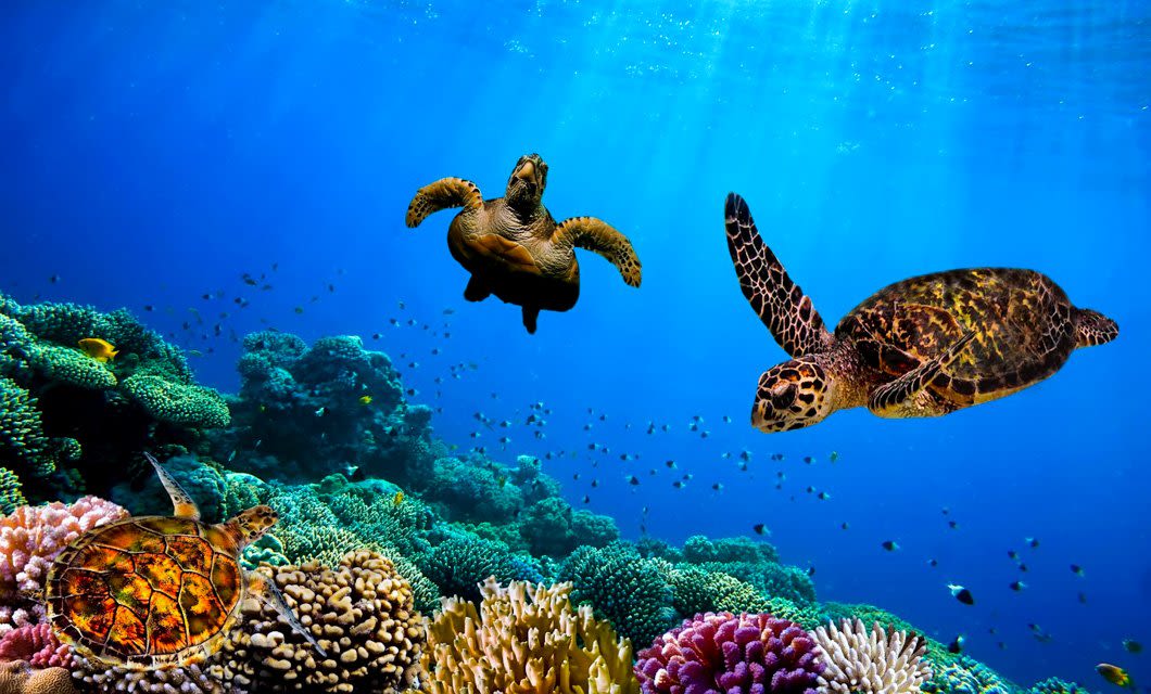 Three sea turtles swim above colorful coral reefs in clear blue ocean water, with sunlight streaming down and small fish in the background—an unforgettable sight on a Galapagos Cruise aboard the luxurious Petrel Catamaran.