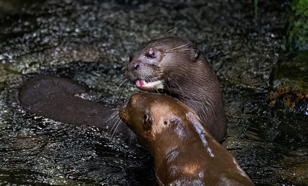Two otters are in shallow water in Manu National Park, one with its mouth slightly open and tongue visible, appearing to interact closely with the other, both surrounded by rocks in the heart of the Peruvian Amazon near Cusco.