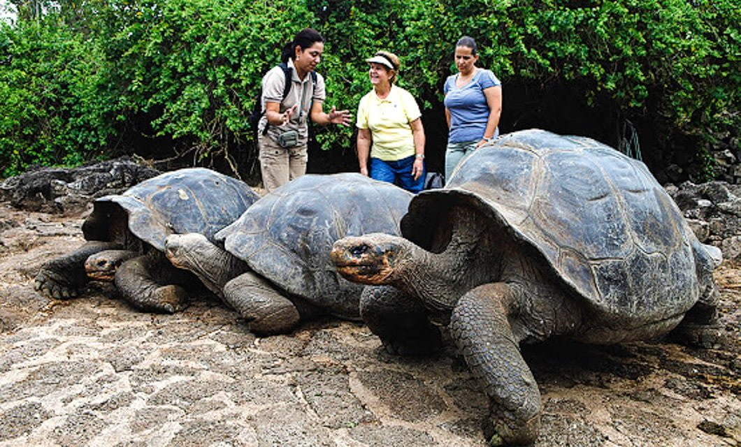 Three people stand behind three large Galapagos tortoises on sandy ground, green bushes in the background. One person appears to be explaining something to the others during their Galapagos Cruise adventure.