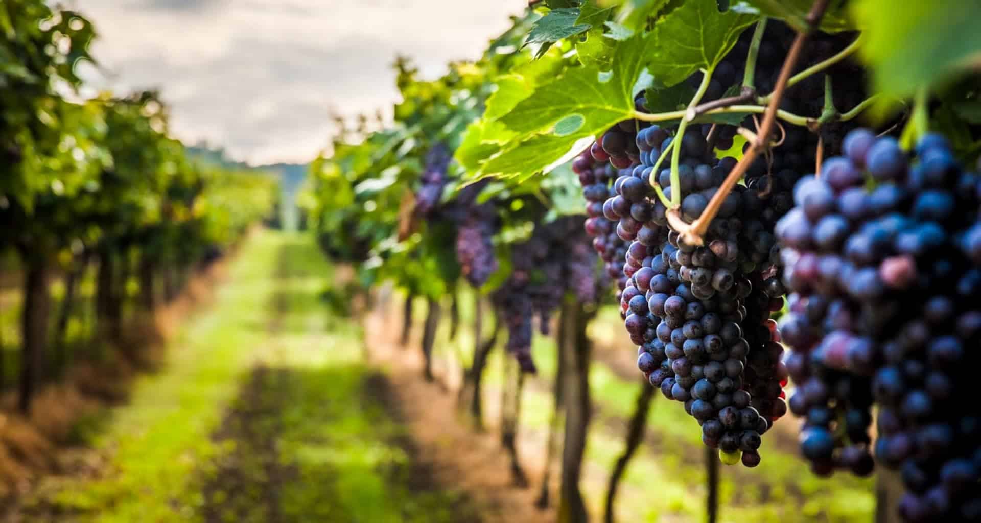 Close-up of ripening purple grapes hanging from grapevines in a South America vineyard, with rows of vines stretching into the blurred background—an inviting scene for any wine tour under a partly cloudy sky.