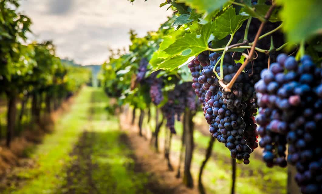 Close-up view of ripe purple grapes hanging from a vine in a South American vineyard, with rows of grapevines stretching into the distance under soft, natural light—perfect for a wine tour adventure.
